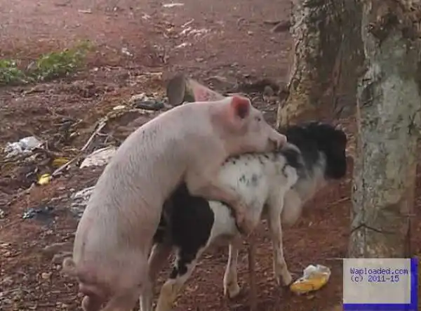 Photos: See What Was Pig Caught Doing With A Goat